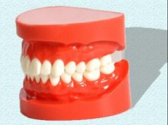 正常咬合牙齿模型图？确定牙齿正确咬合看哪几点？
